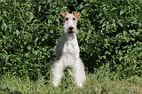 FOX TERRIER 008